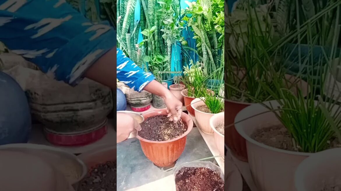 winter vegetable gardening ep -7 #shortsfeed #gardening #terracegardenindia #plants #plantsofindia