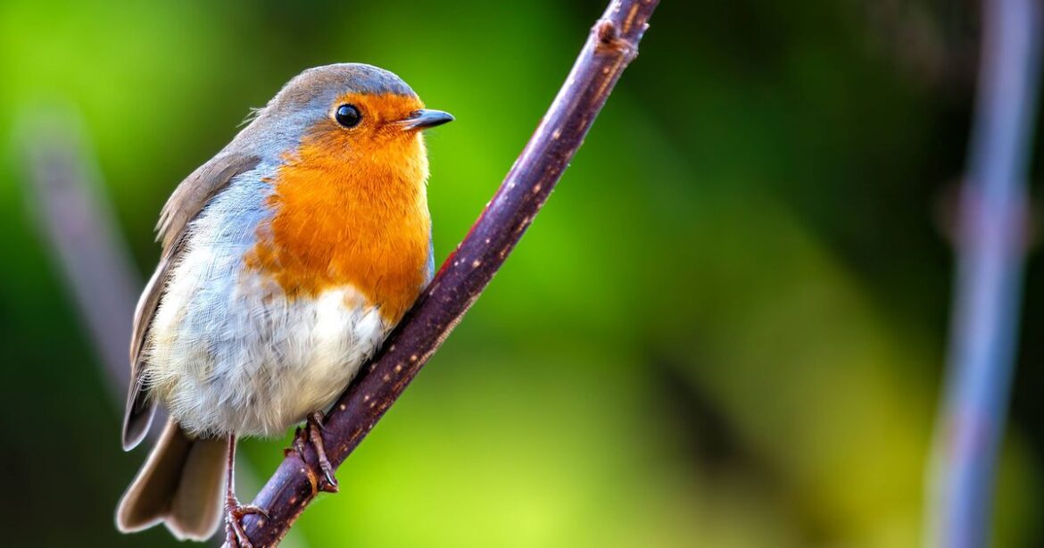 Robins will keep coming back to your garden every day if you leave out 1 natural item they love Wales Online