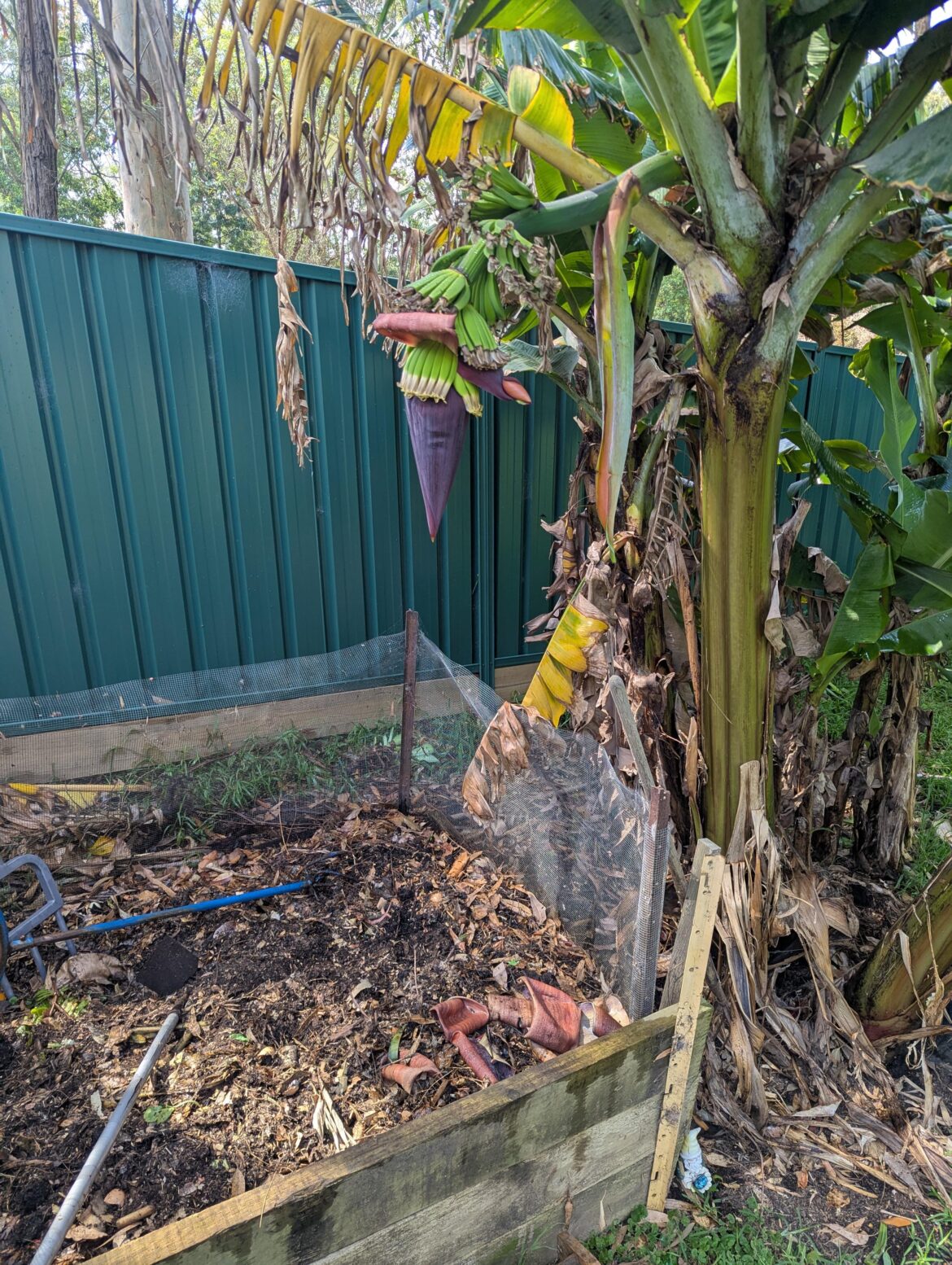 Banana pod formed in just the right spot to drop its leaves right back onto the pile