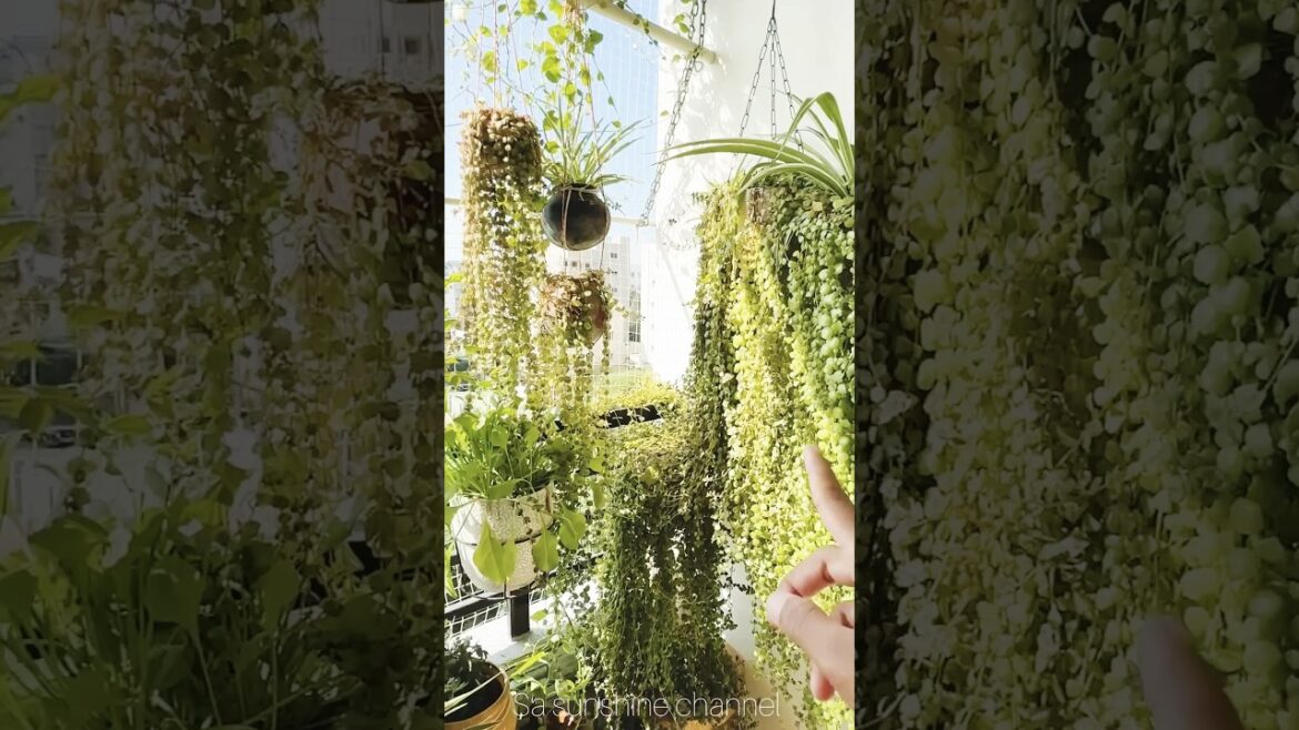 🔥Our Balcony Garden Tour😍#plants#seeds#homegarden#shorts#tipsandtricks