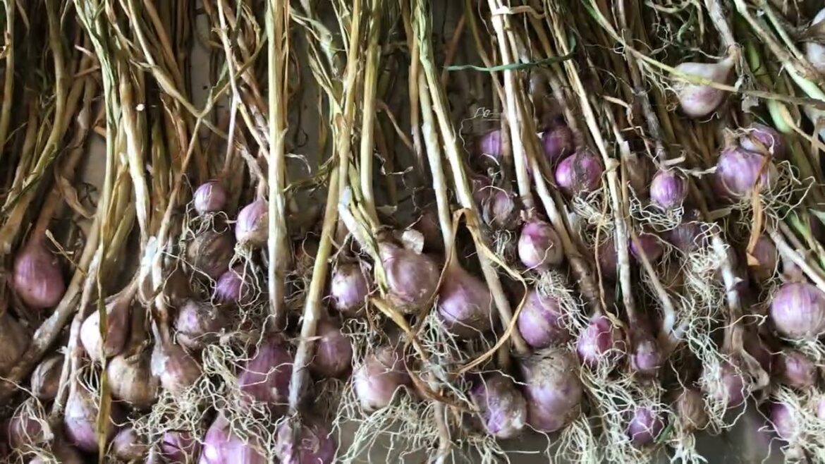 Grew a year's supply of Garlic in 7 months, 1 raised bed, in an iAVs after the fish were harvested!