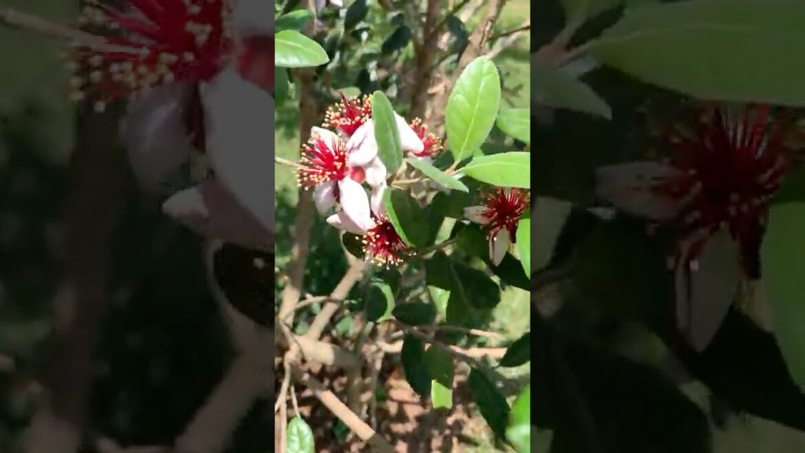 Conhece a Feijoa (Goiaba Serrana)?1ª florada e comestível!! #shorts #sitio #frutas Conhece a Feijoa (Goiaba Serrana)?1ª florada e comestível!! #shorts #sitio #frutas