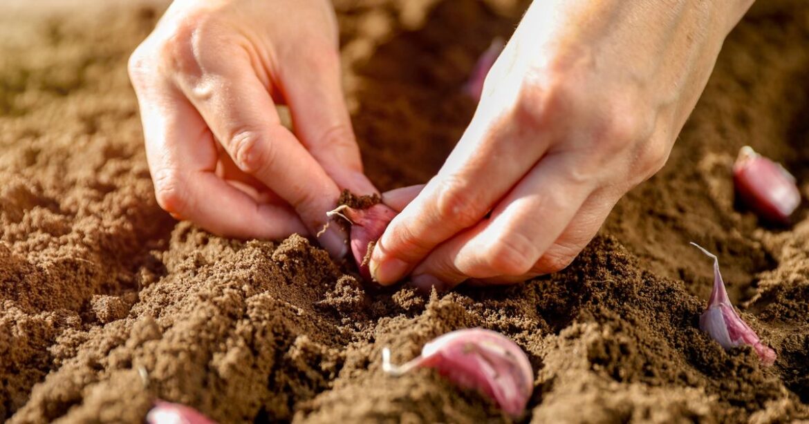 Gardening expert explains why you should put garlic in your garden in November Nottinghamshire Live