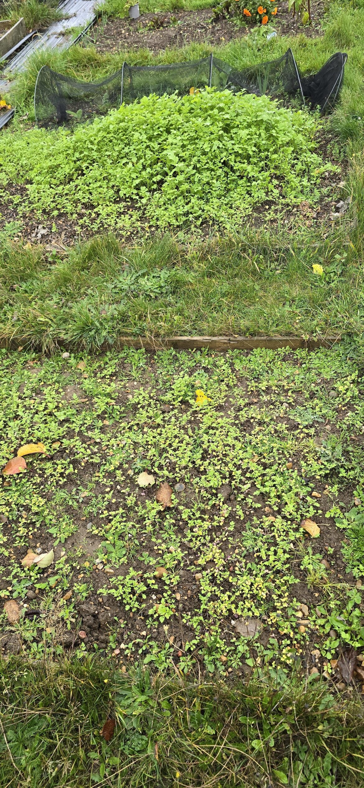 Green manure sown in September, how bad is my soil?