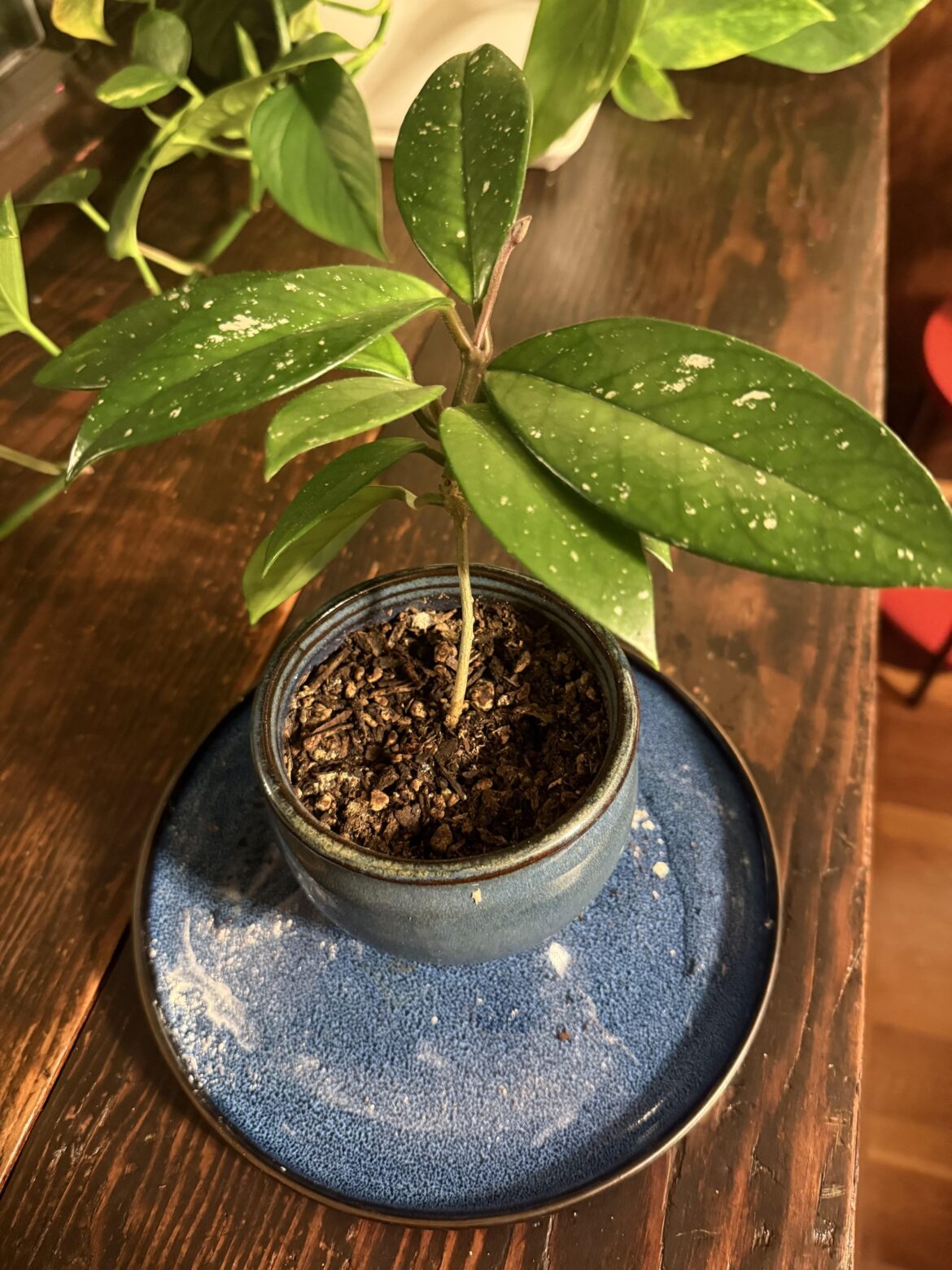 Unidentified houseplant received from an acquaintance