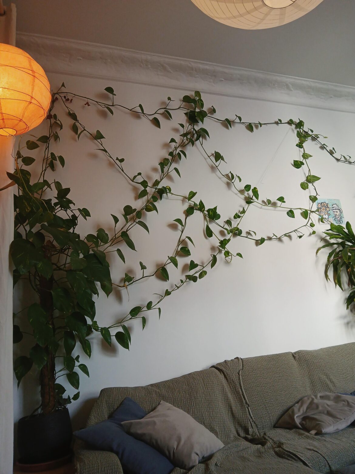 Amazed at how much these grow - the longest vine is 10 meters