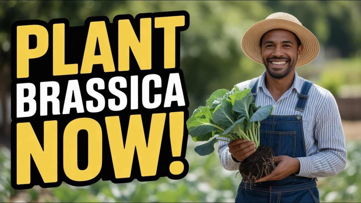 Is It Too Late To Grow BRASSICAS? Discover the Surprising Truth!