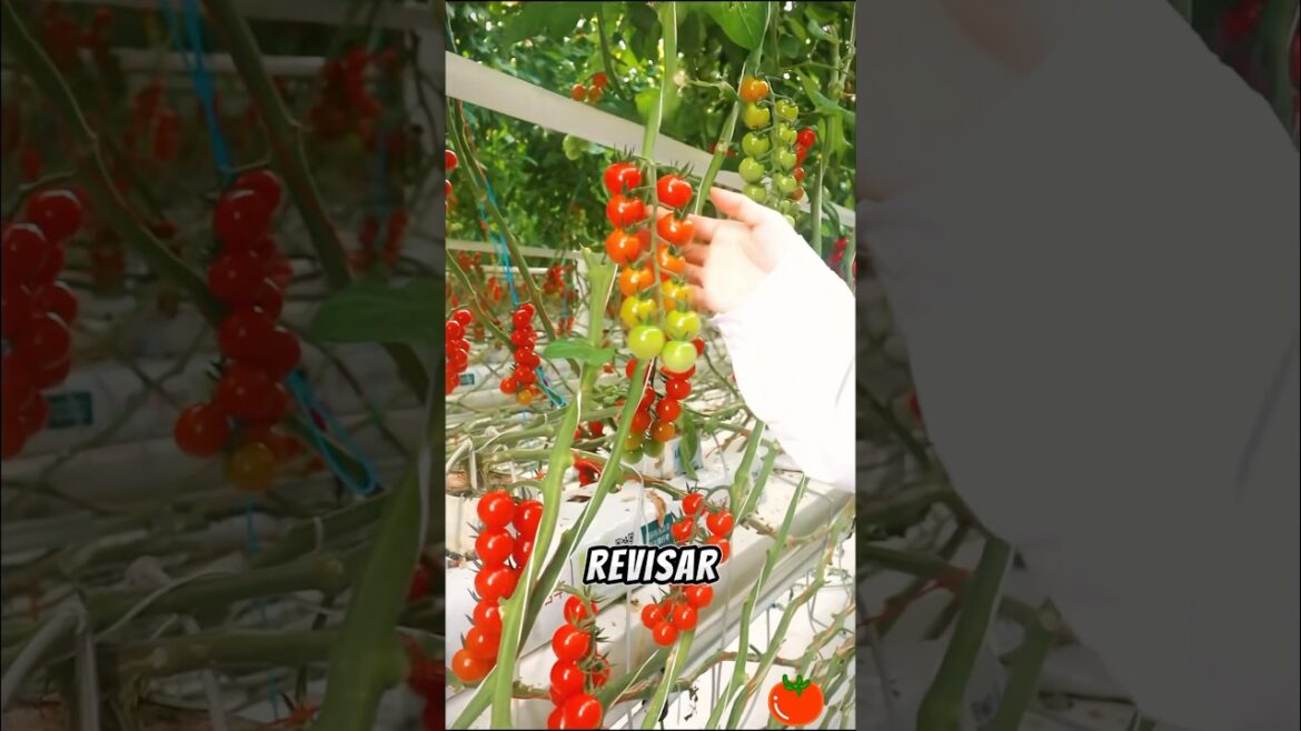 Would you like to double your tomato production? #didyouknow #knowledge #tomato Would you like to double your tomato production? #didyouknow #knowledge #tomato