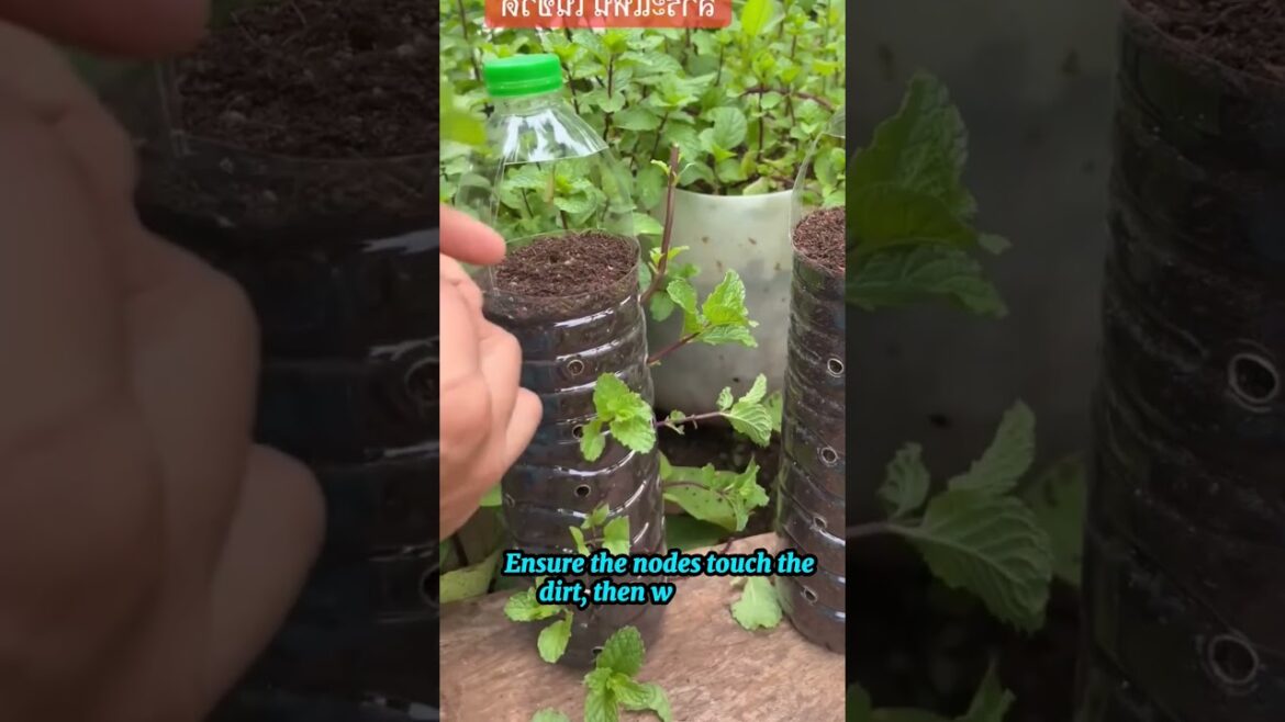 Grow mint non-stopamazing verticalgarden using recycled bottles. #garden #plants Grow mint non-stopamazing verticalgarden using recycled bottles. #garden #plants