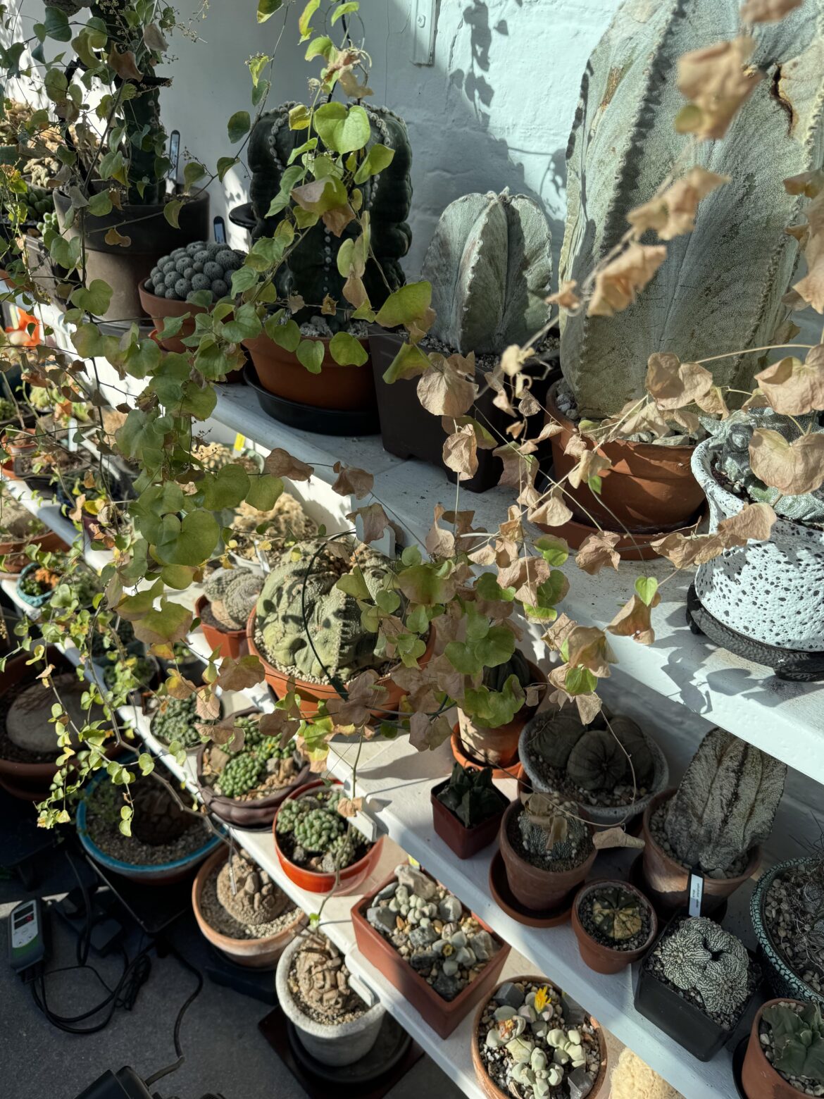 Dioscorea vines on their way out