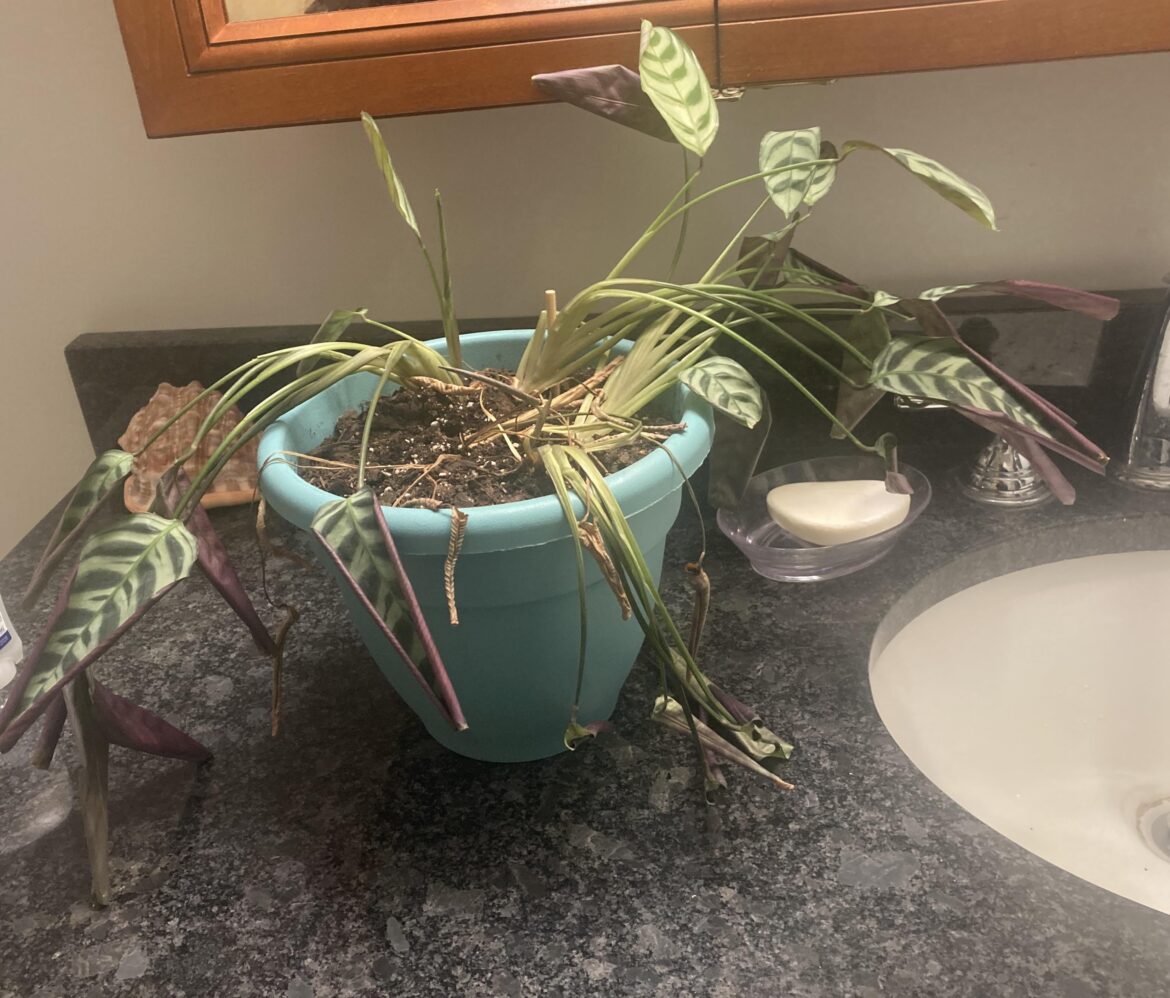 Calathea is dying – any advice? Calathea is dying - any advice?
