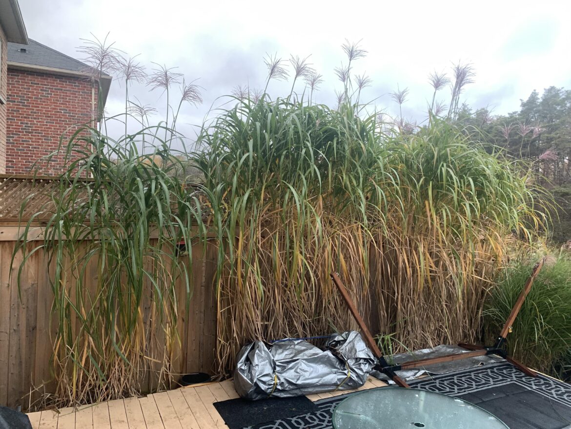 Bamboo stalks-Central Ontario