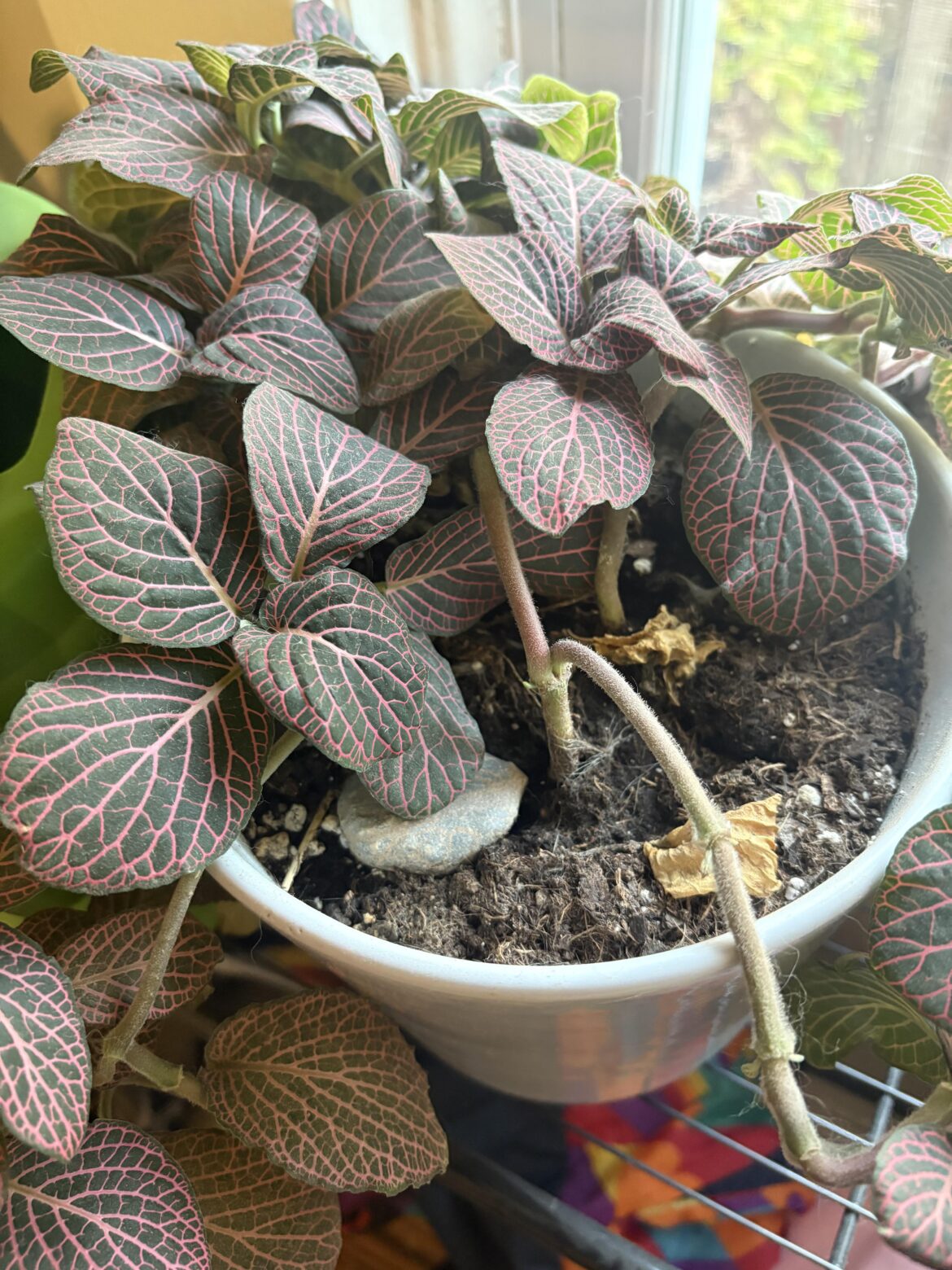 What kind of plant is this?