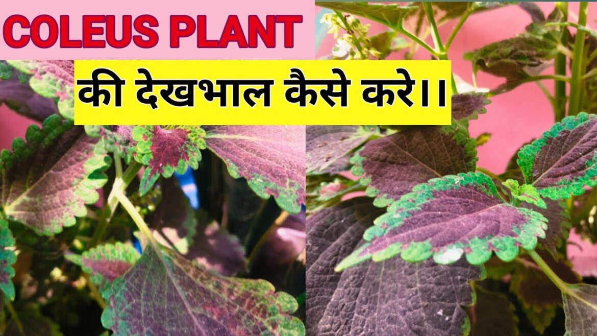 Coleus Plant Care Tips | कोलियस पौधे की देखभाल | Indoor Outdoor Gardening | Trending Gardening