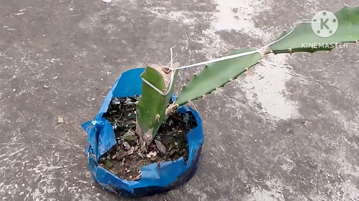 Dragon fruit in my rooftop.chade dragon gach.grafting process for dragon tree.sohoje kolom dragon Dragon fruit in my rooftop.chade dragon gach.grafting process for dragon tree.sohoje kolom dragon