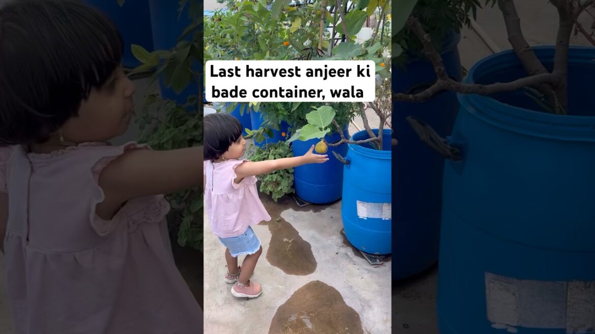 Last harvest anjeer ki bade container wala #gardening #shortvideo #garden #harvest