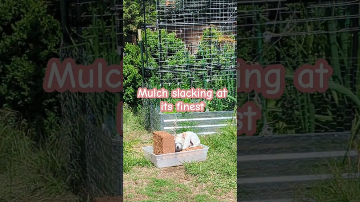 Mulch like a slacker and still win. #growyourownfood #gardening #GardenLikeASlacker #SlackerMoves