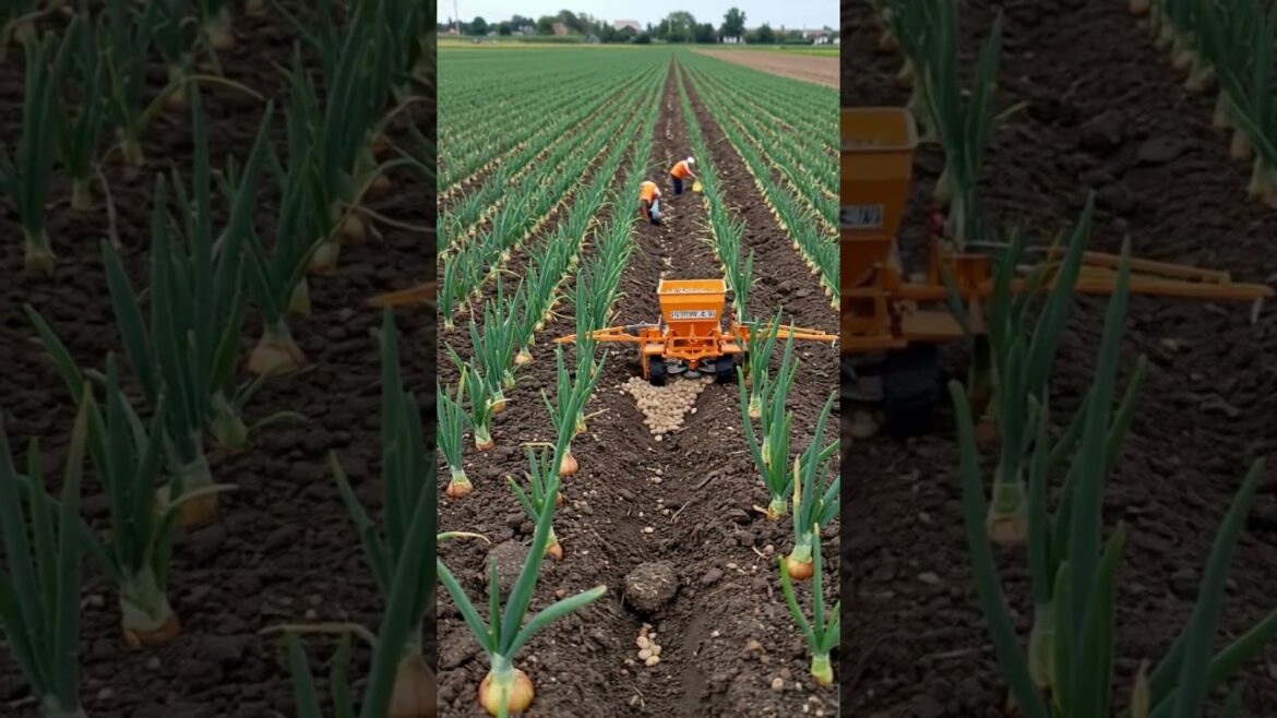Smart Fertilization on a Tiny Onion Farm