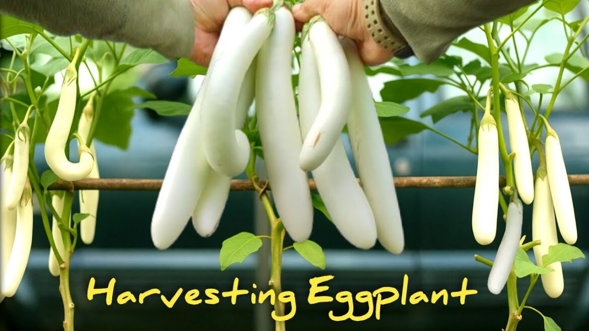 Harvesting Eggplant | diy growing eggplant container gardening Harvesting Eggplant | diy growing eggplant container gardening