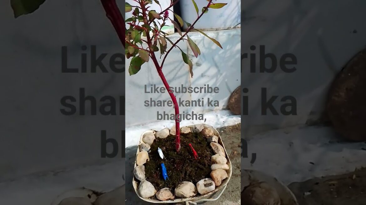 gardening,#mp #lifeisbutadream #ihavethisthingwithplants #gardendesign #garden ,