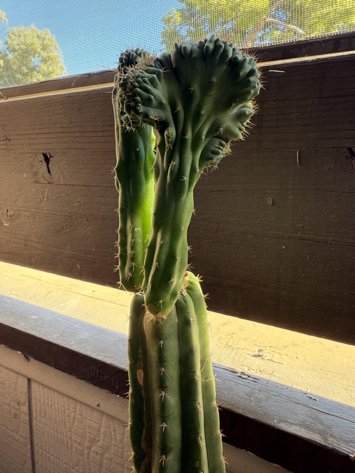 Accidental Grower Here — What Is Happening to My Cactus?? Accidental Grower Here — What Is Happening to My Cactus??
