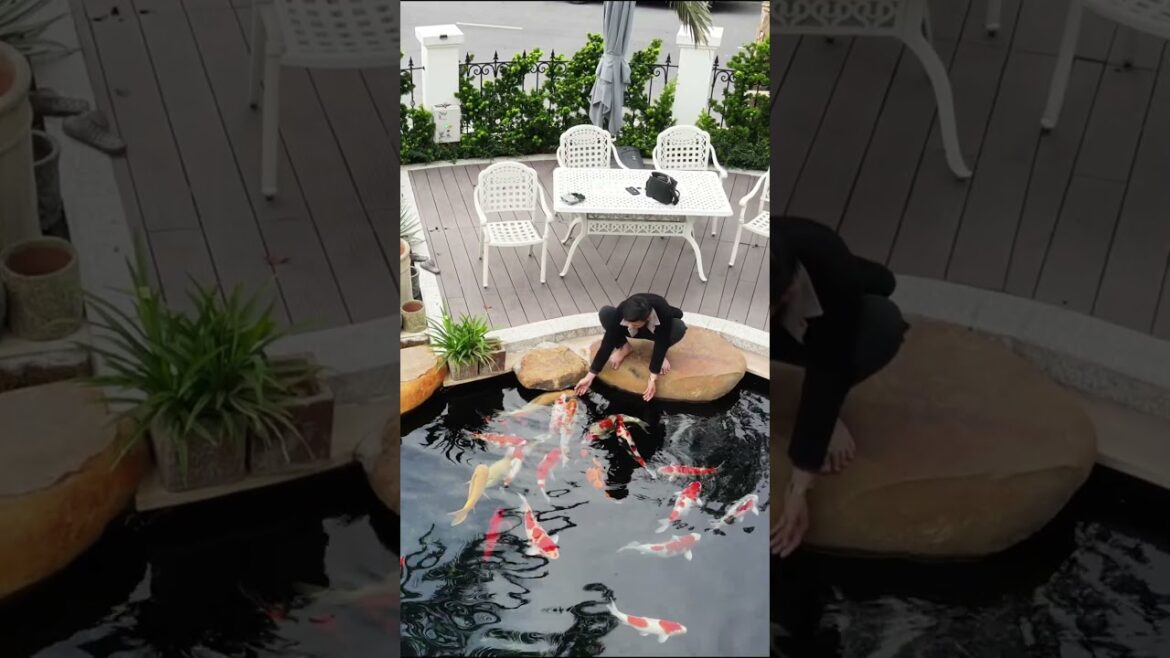 The Art of Koi Pond Design | Vietnam Garden Design The Art of Koi Pond Design | Vietnam Garden Design