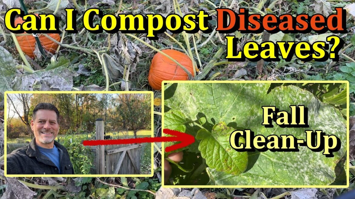 Can I Compost Diseased Garden Leaves? - (End of Season Garden Care/ November Chores)
