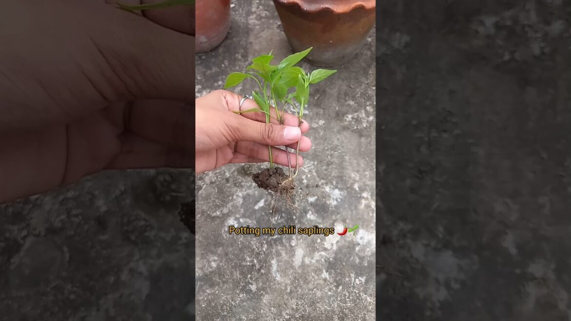 🌱 Potting My Chili Saplings | Easy Gardening Tips 🌶️ #Shorts #ytshorts