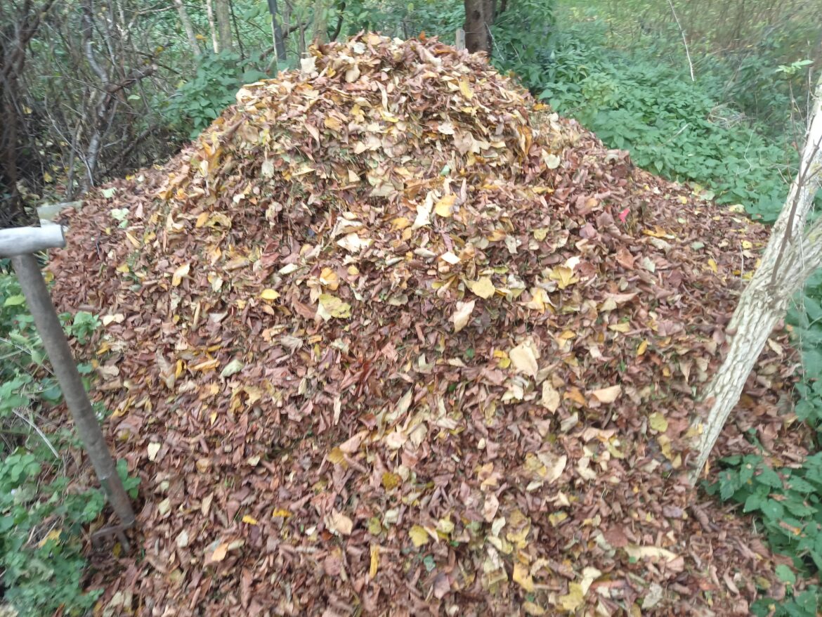 Too much leaves