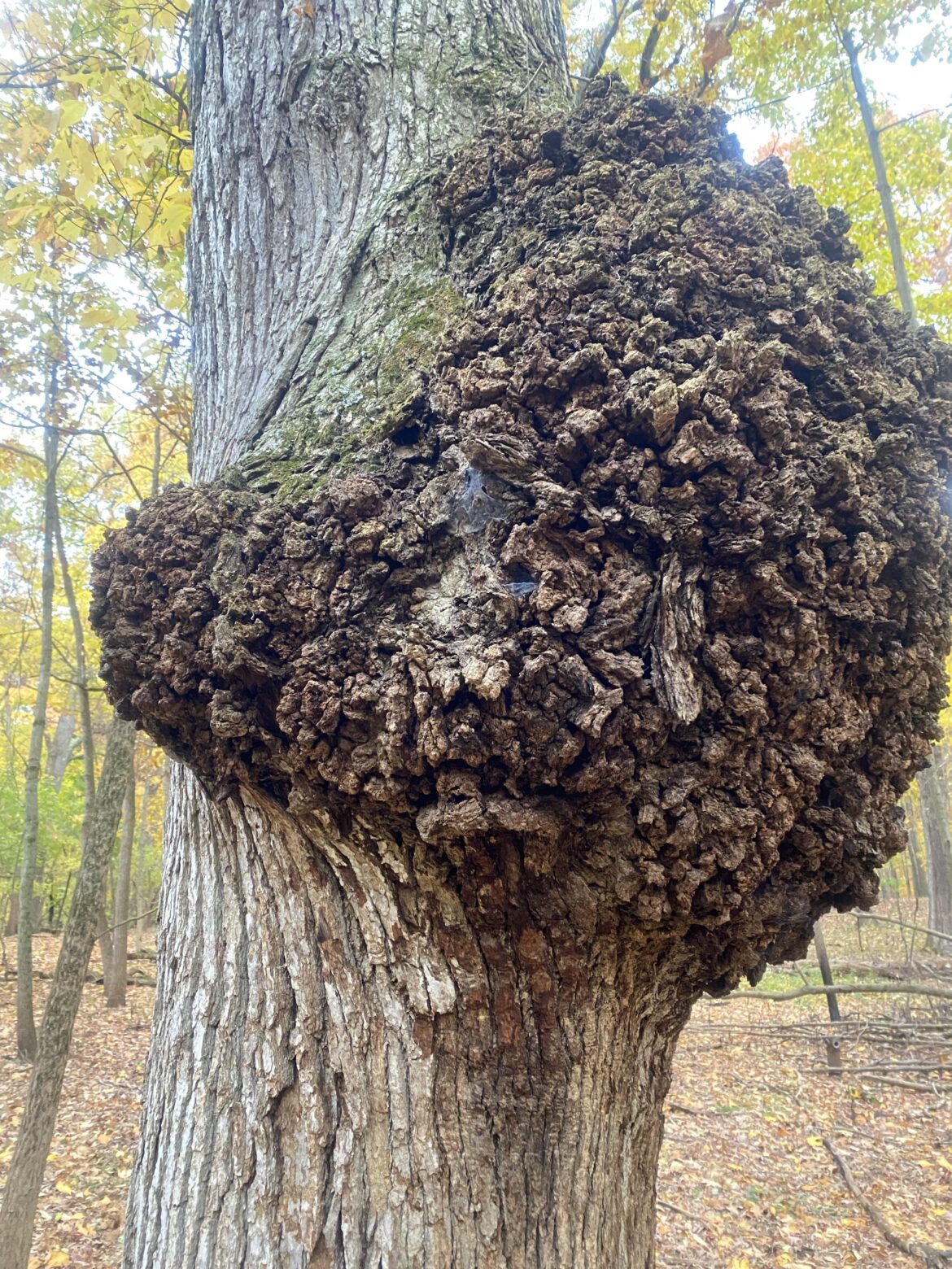 It took me til fall to get close enough for a pic, what the fu-???