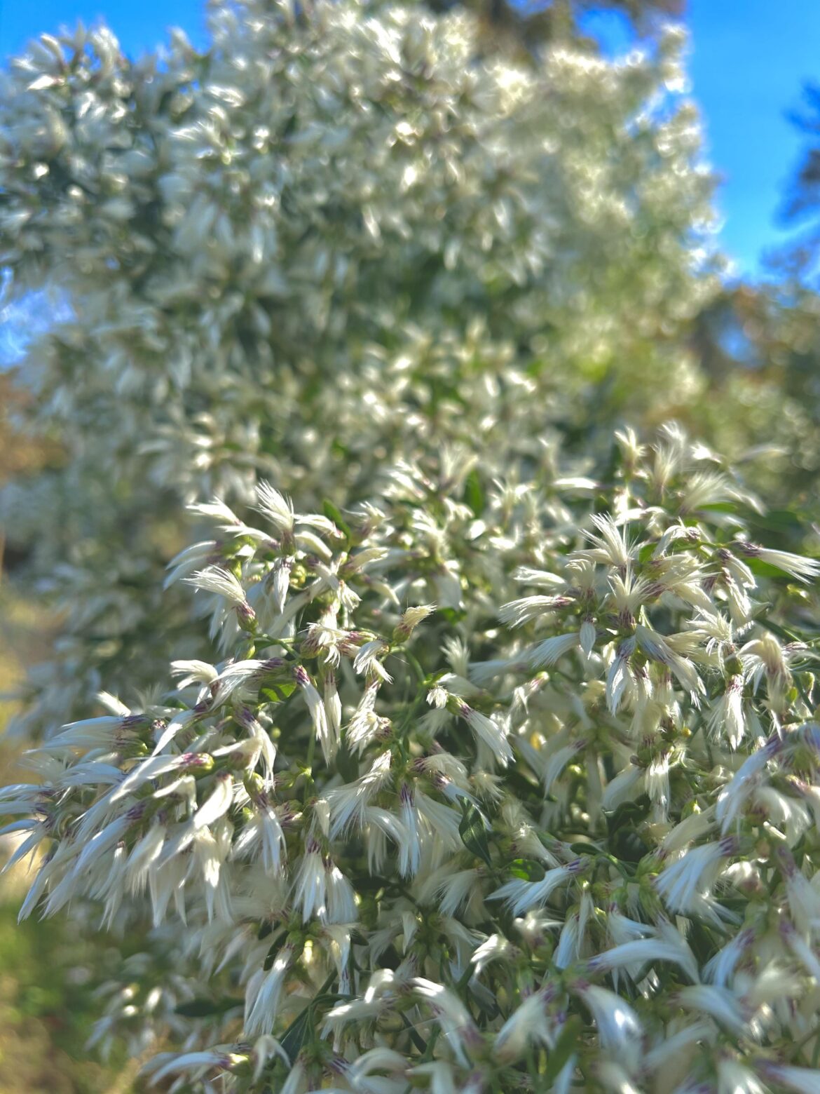 Our Groundsel-trees are showing off right now. I love watching them sway in the sunshine