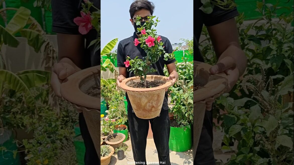 Gudhal mein phool kaise laen || Important Flowering tips for hibiscus plant #gardeningaasaanhai Gudhal mein phool kaise laen || Important Flowering tips for hibiscus plant #gardeningaasaanhai