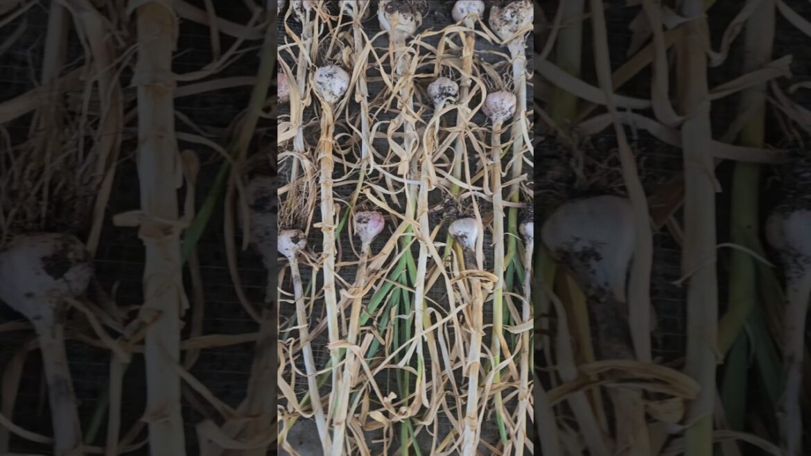 Harvesting Garlic for a Year’s Supply with Curing Process! #garlic #harvest #gardening #zone10 Harvesting Garlic for a Year’s Supply with Curing Process! #garlic #harvest #gardening #zone10