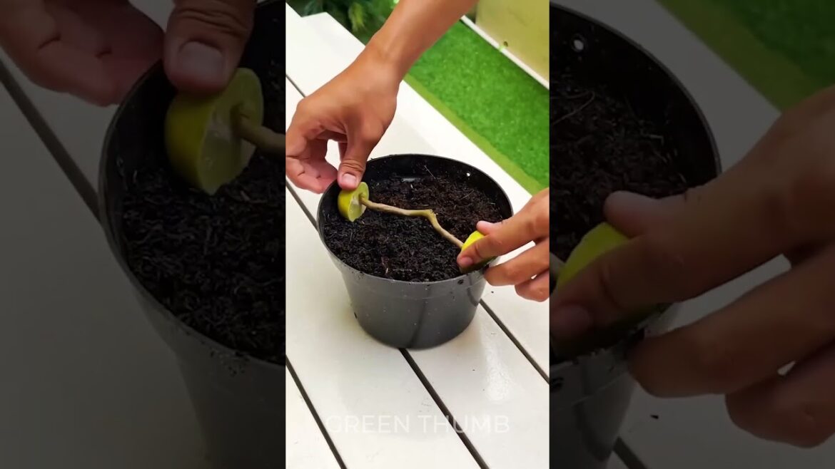 Plant Power: Creating Natural Dyes from Your Garden 🌼🌵🌸