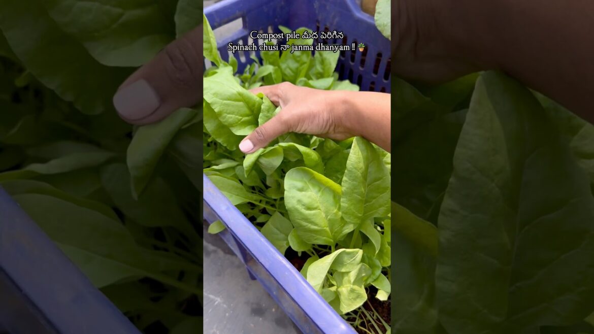 Waste నుంచి Wonders! Compost Bin లో Spinach magic 🤩🌱