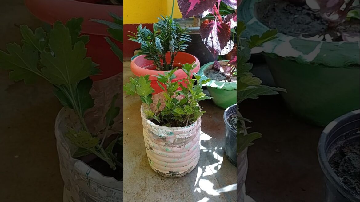 🌱 गुलदाऊदी की Cutting लगाए 🪴✨💚 #viralvideo #naturalplant #ytshorts #motivation #foodandflowers