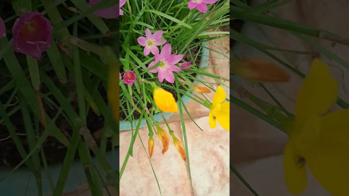 it's Rain Lily showtime....#rainlilyflower #gardening #bulbs #flowers #garden #plants #nature