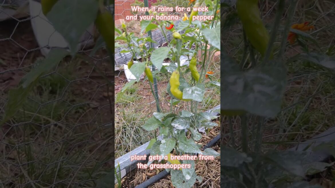 When it rains for a week and your banana 🍌 pepper 🌶️ plant get a breather from the grasshoppers 🦗
