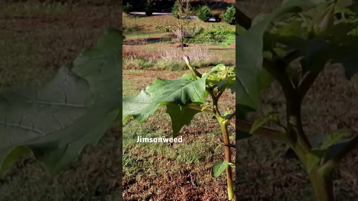 Watch out for this plant! #gardentips