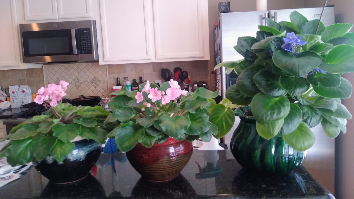 My African Violets My African Violets