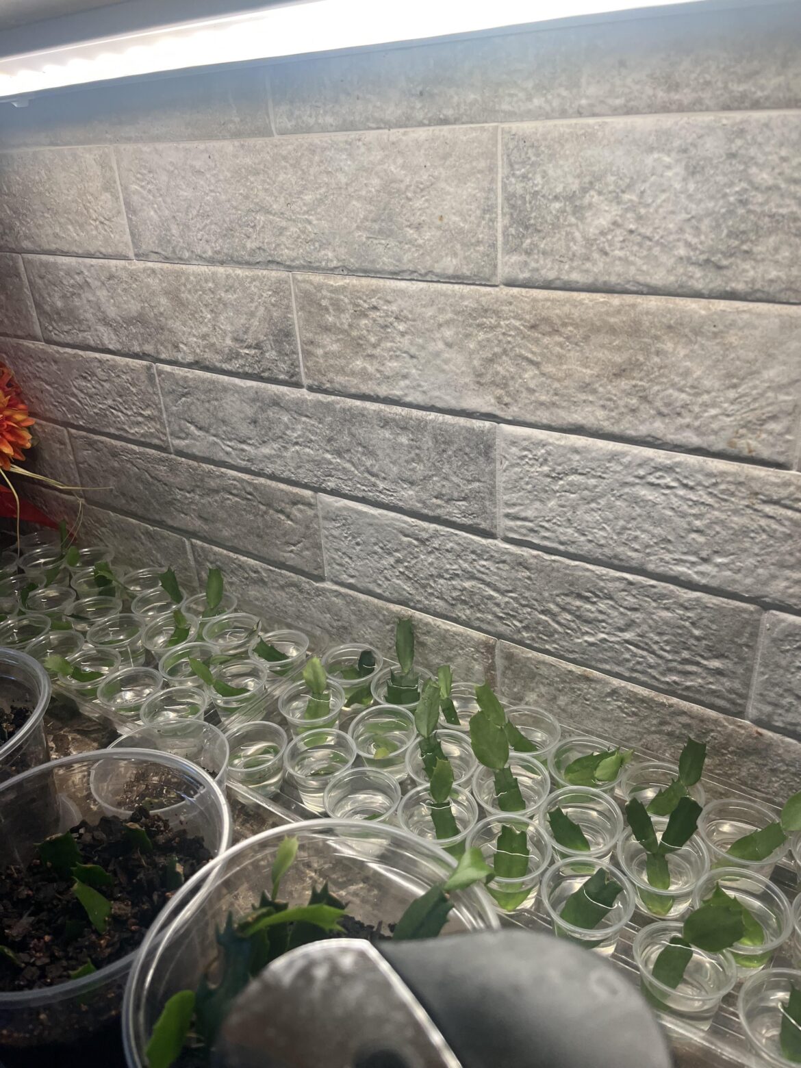 Thanksgiving Cactus water propagation. Colder season. Do I need a heat pad or growth light?