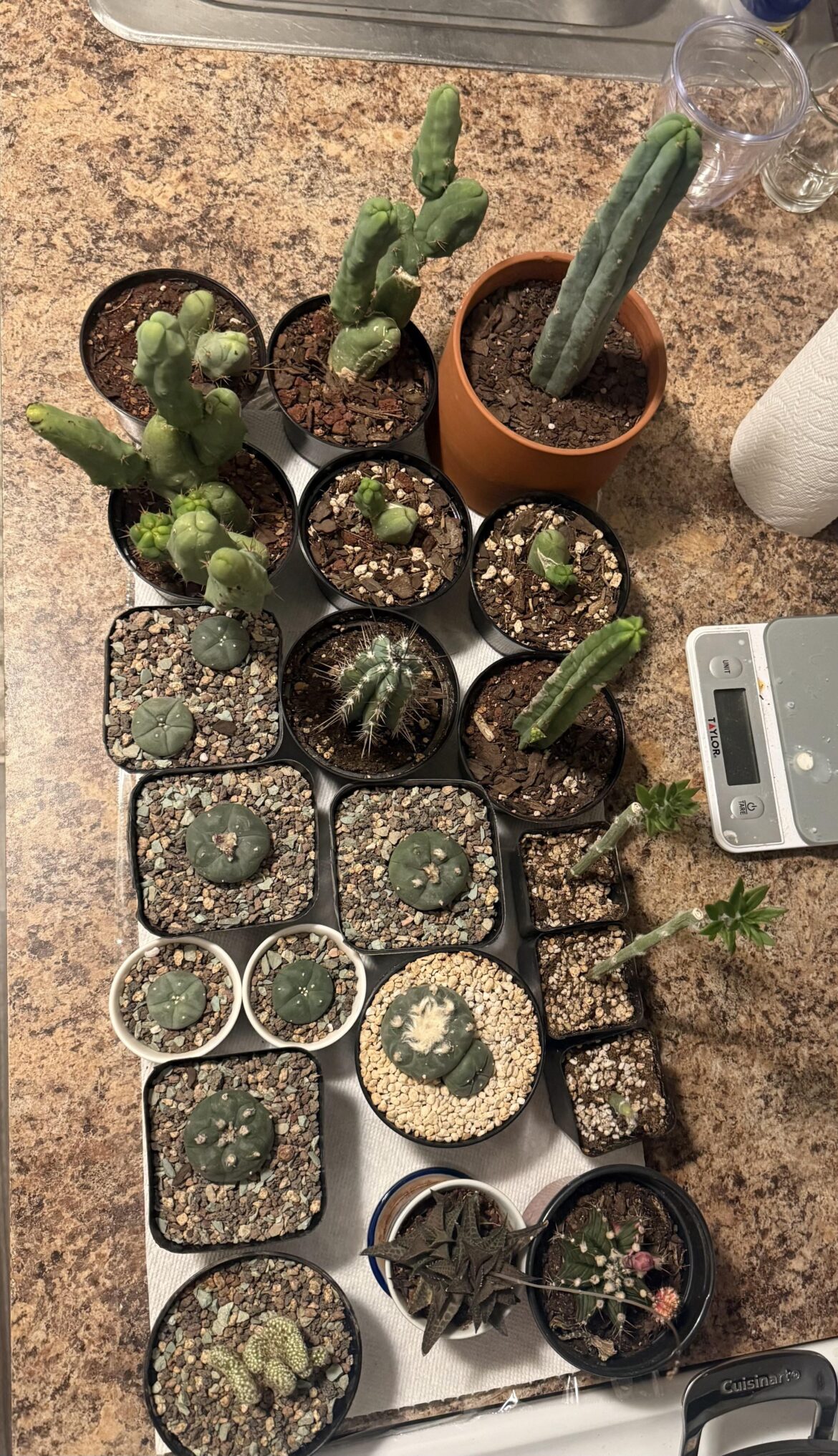 My humble collection. Starting to love this hobby.