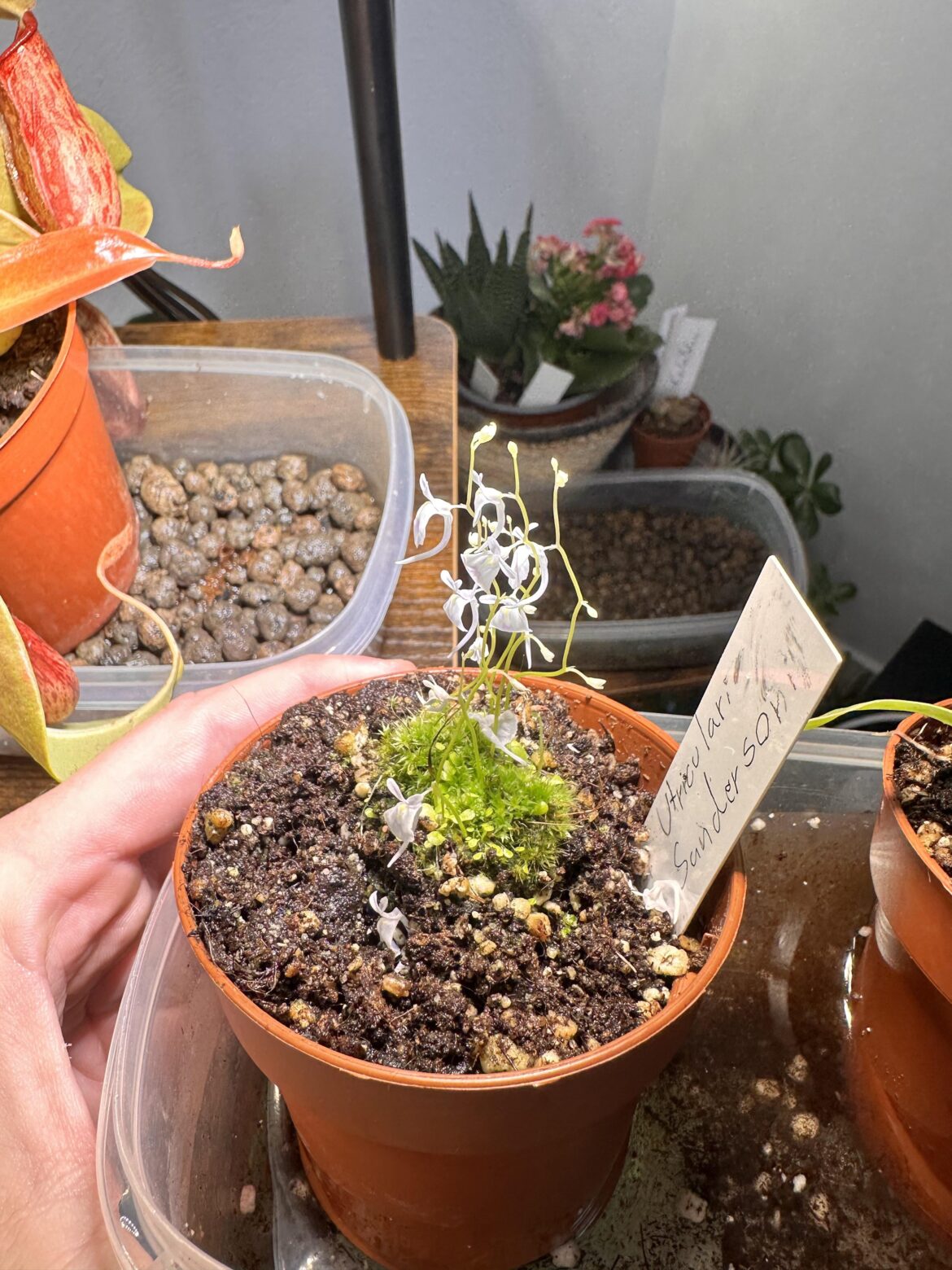 Utricularia Sandersonii Flower Heads falling off? Utricularia Sandersonii Flower Heads falling off?