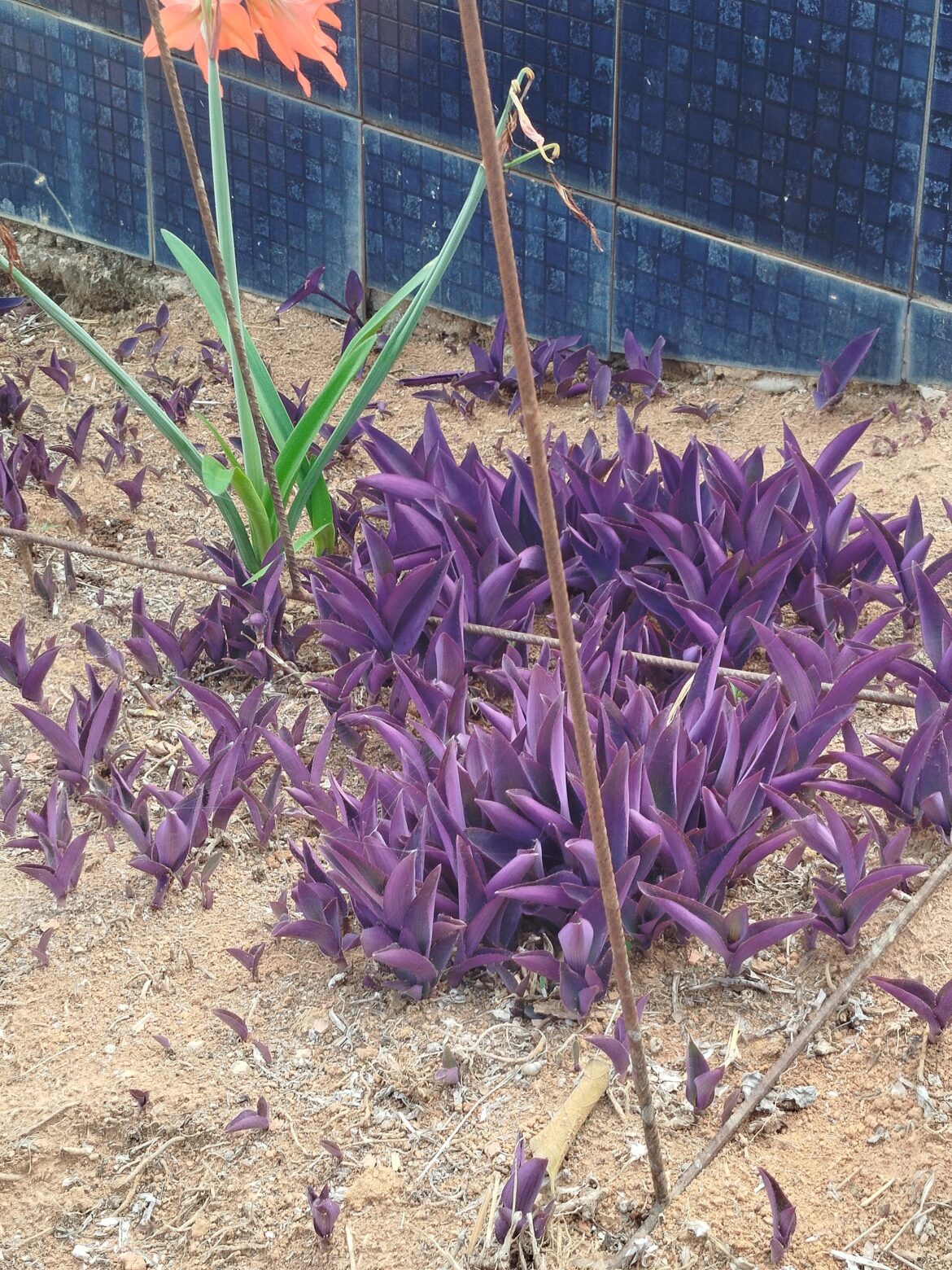 This purple flower? Grass? I found growing in the cemetery