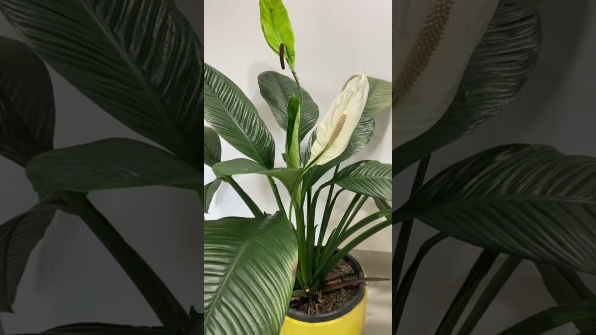 Peace lily, indoor giant Spathiphyllum  14/10/2025