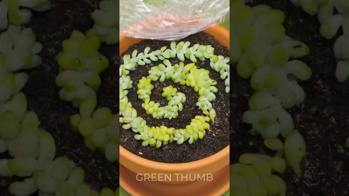 GROW Dream Garden Ideas: From Seed to Bloom Tips and Tricks! GROW Dream Garden Ideas: From Seed to Bloom Tips and Tricks!