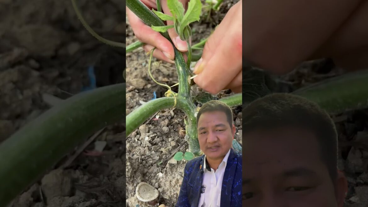 Farsi Falaune Tarika #garden #gardening #satisfying #vegetables #gardeningtips #gardenplants #short