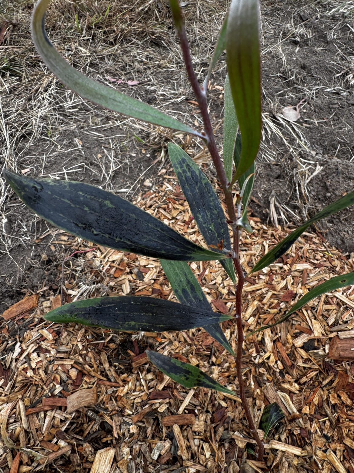 Black leaves -Hakea Dactyloides Black leaves -Hakea Dactyloides