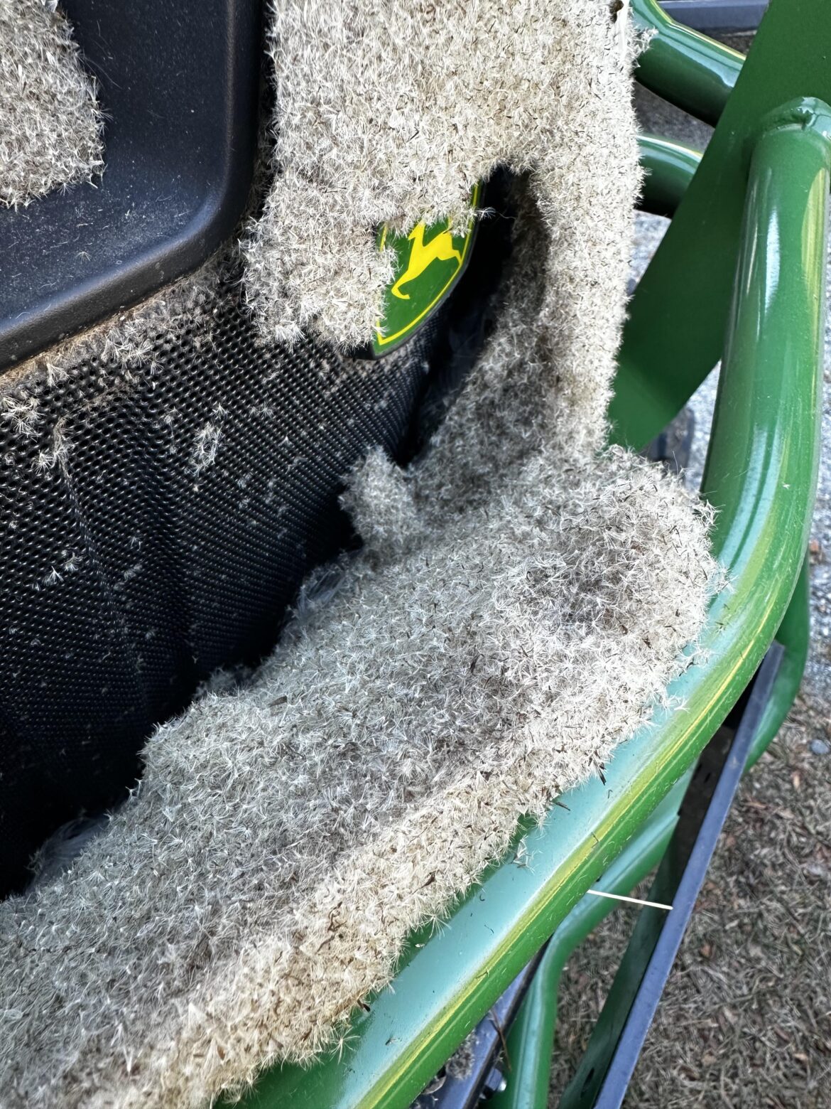 Anyone want Goldenrod seeds?