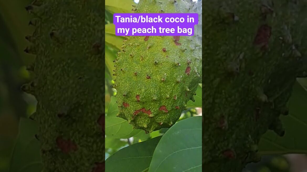 Tania/black coco growing in my peach tree #gardenin #backyardgarden #fruit #containergarden #garden Tania/black coco growing in my peach tree #gardenin #backyardgarden #fruit #containergarden #garden